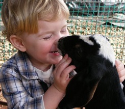 Bucks County Petting zoo